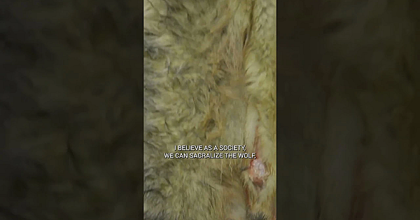 Clay’s Alaskan Wolf Trapping Episode Is Live. #fueledbynature #meateater