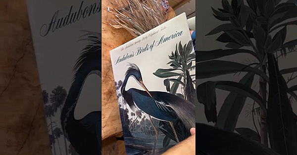 Canebrakes Were Once Common In The Southeast. Catching Them Going To Seed Is Once In A Lifetime!