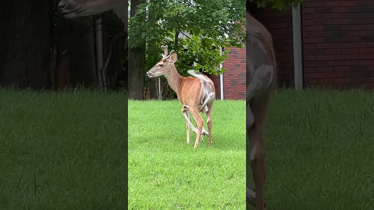 This Video Just Came In, We Believe It’s The Same Six-legged Deer Someone Sent In Last September.