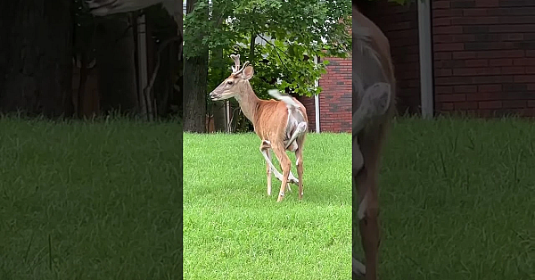 This Video Just Came In, We Believe It’s The Same Six-legged Deer Someone Sent In Last September.