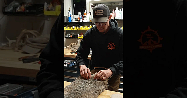 How To Flesh A Bobcat To Get Top Dollar!