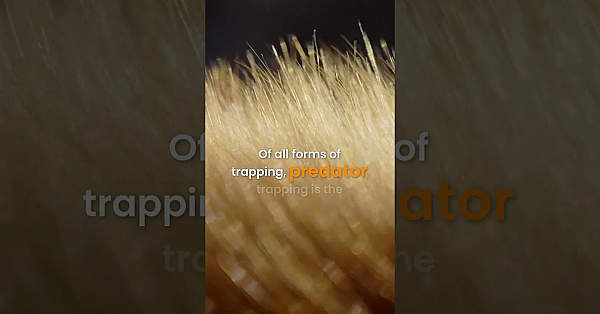 Predator Trapping Has Been Known To Stir Up Controversy Within And Outside The Hunting Community.