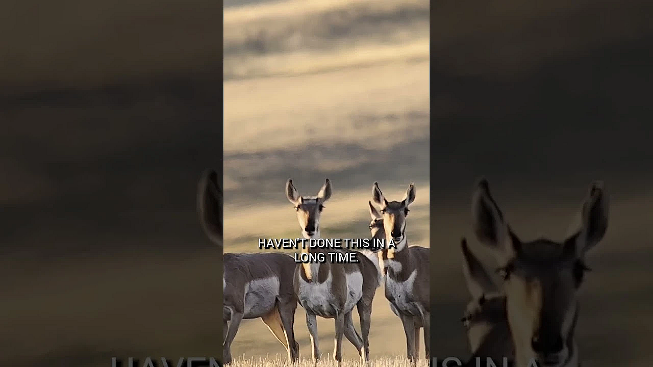 This Hunt Tests Even The Best Archery Hunters. Watch The Full, Action-packed Episode Now.