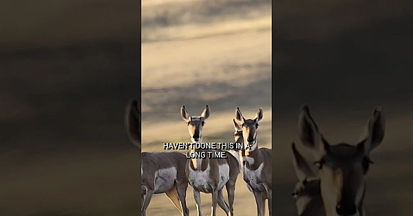 This Hunt Tests Even The Best Archery Hunters. Watch The Full, Action-packed Episode Now.