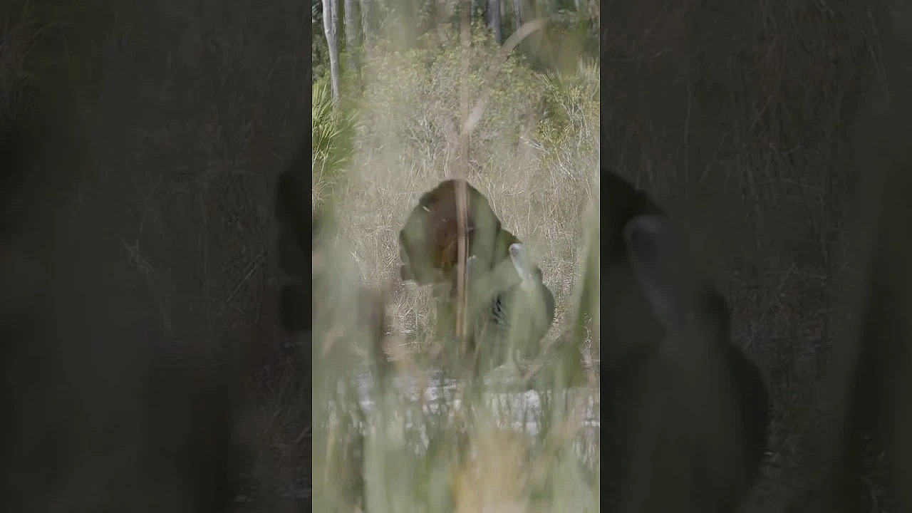 Another Episode Of Season 12 Just Went Live. This Is One Of The Wildest Places You Can Find Gobblers