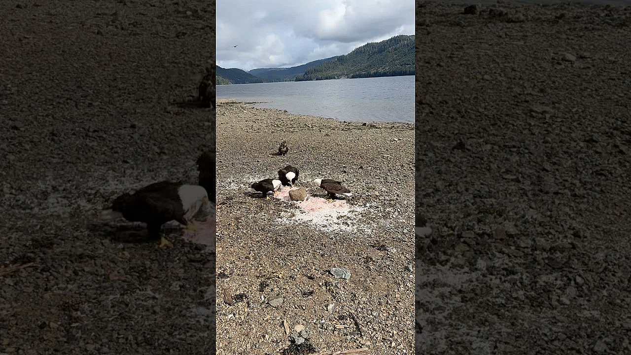 The Eagles Waste No Time Cleaning Up Once Heather Is Done Fleshing.