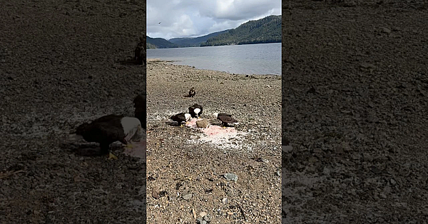 The Eagles Waste No Time Cleaning Up Once Heather Is Done Fleshing.