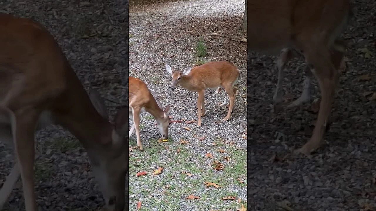 Apparently This Is Known In Cattle As Developmental Duplication. Thankfully It's Rare In Whitetails.