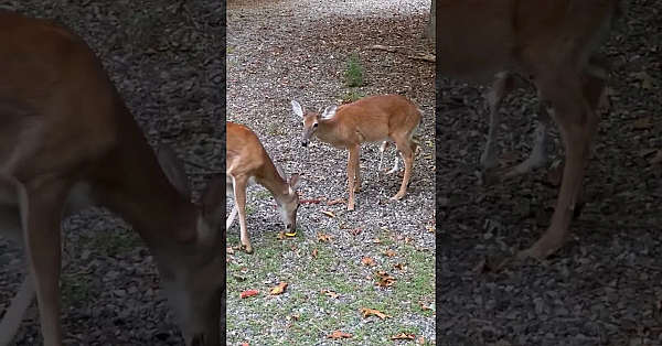 Apparently This Is Known In Cattle As Developmental Duplication. Thankfully It's Rare In Whitetails.