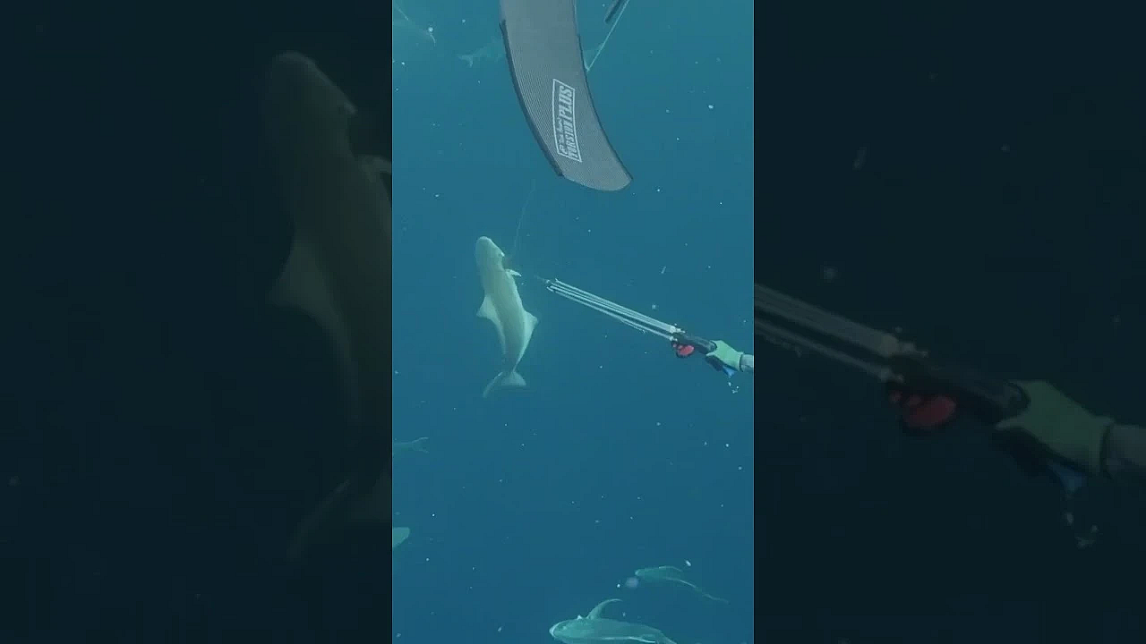 Would You Go Spearfishing With Steve? S11 Ep. 3 Is Live Now! #meateater #spearfishing