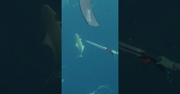 Would You Go Spearfishing With Steve? S11 Ep. 3 Is Live Now! #meateater #spearfishing