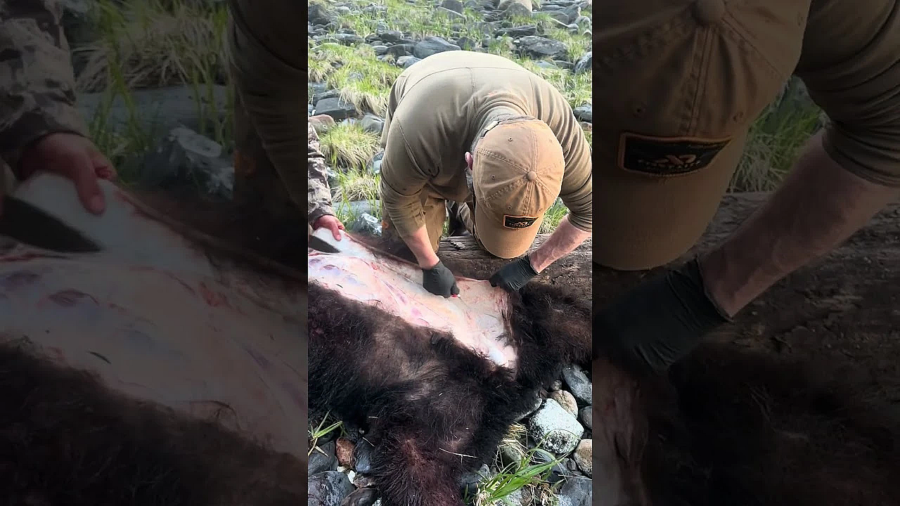 Bear Newcomb Trying Out Some Stone Knives On This Alaskan Black Bear.