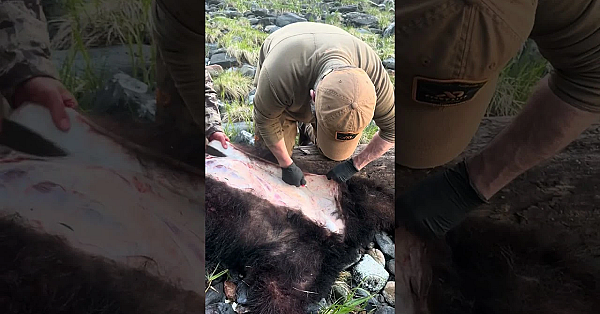 Bear Newcomb Trying Out Some Stone Knives On This Alaskan Black Bear.