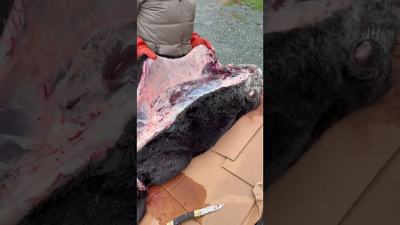 Tlingit Native Heather Douville Cleans A Sea Otter, Honoring A Tradition Thousands Of Years Old.