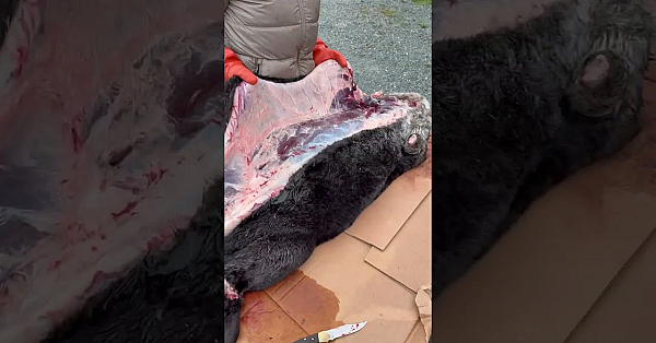 Tlingit Native Heather Douville Cleans A Sea Otter, Honoring A Tradition Thousands Of Years Old.