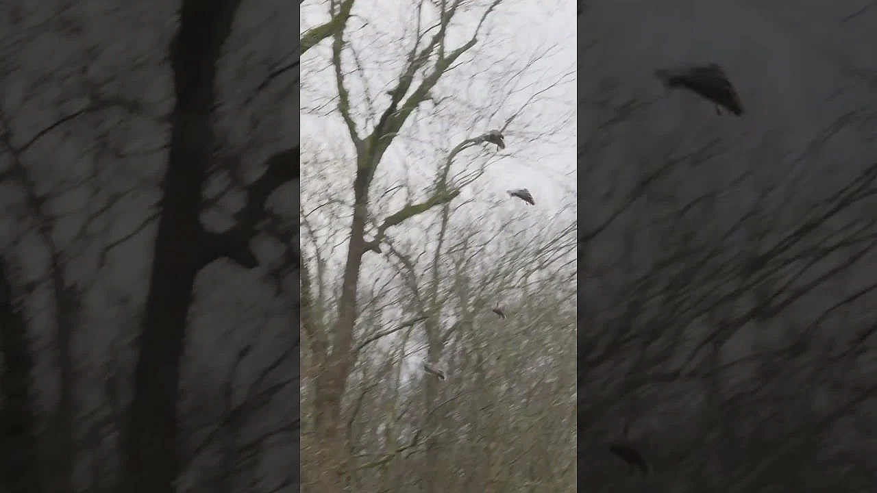 What Just Happened? Arkansas Timber Hunting Magic, That’s The Answer. #fueledbynature