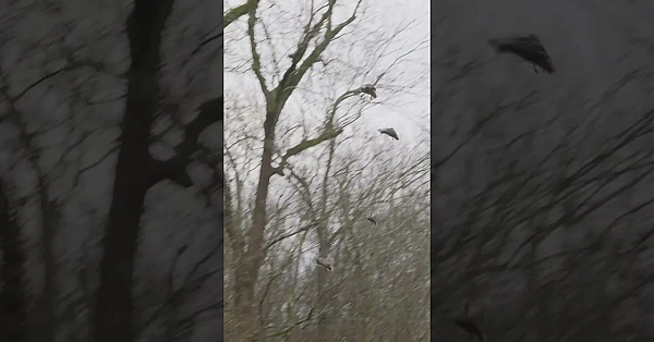 What Just Happened? Arkansas Timber Hunting Magic, That’s The Answer. #fueledbynature