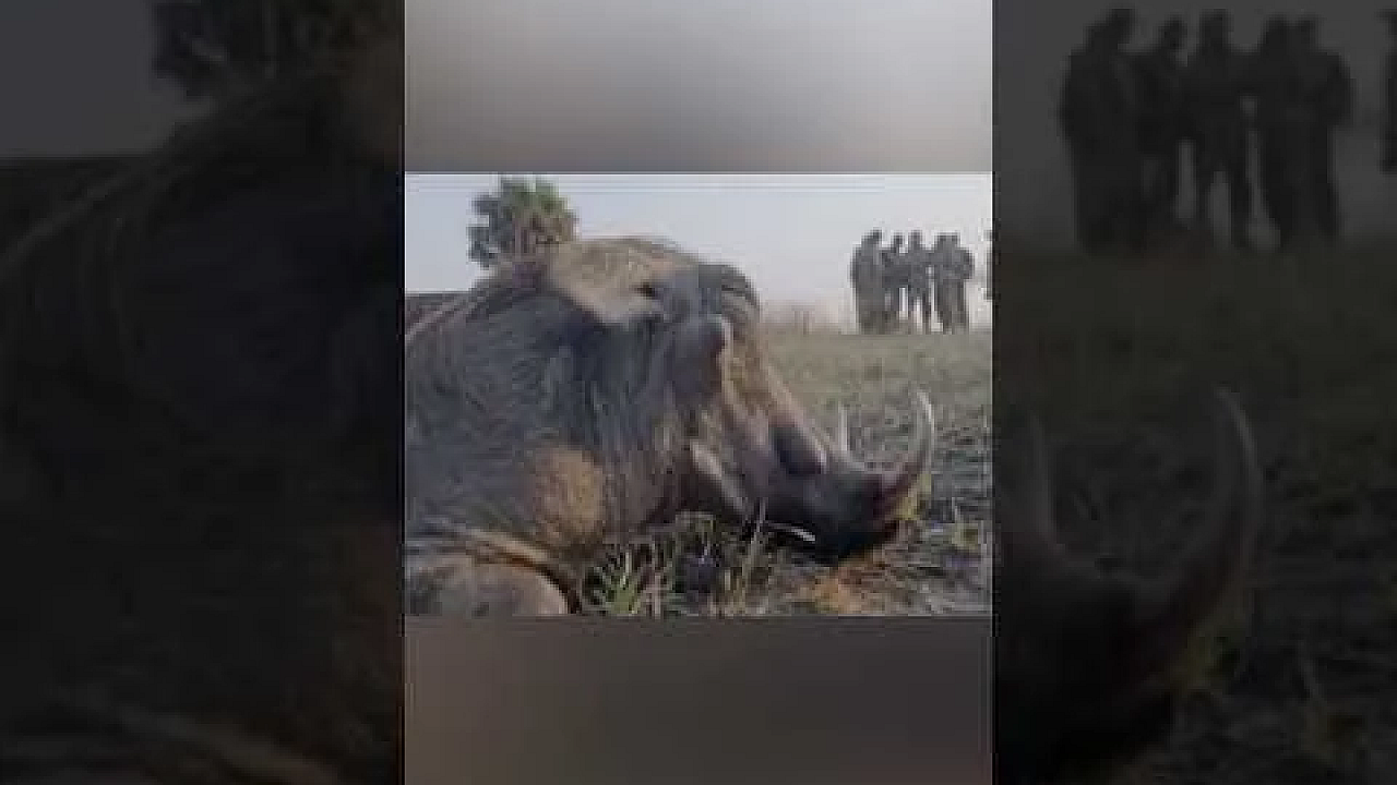 Hunting warthog in Africa