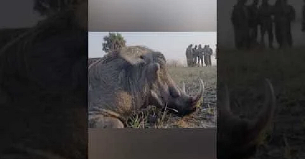 Hunting warthog in Africa