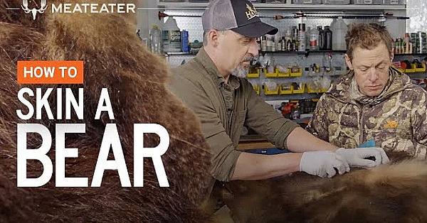 How To Skin A Bear With Steven Rinella