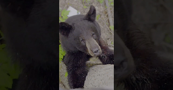 You Don’t Learn A Subject By Reading About It. You Learn By Standing In It. The First Film Is Live.