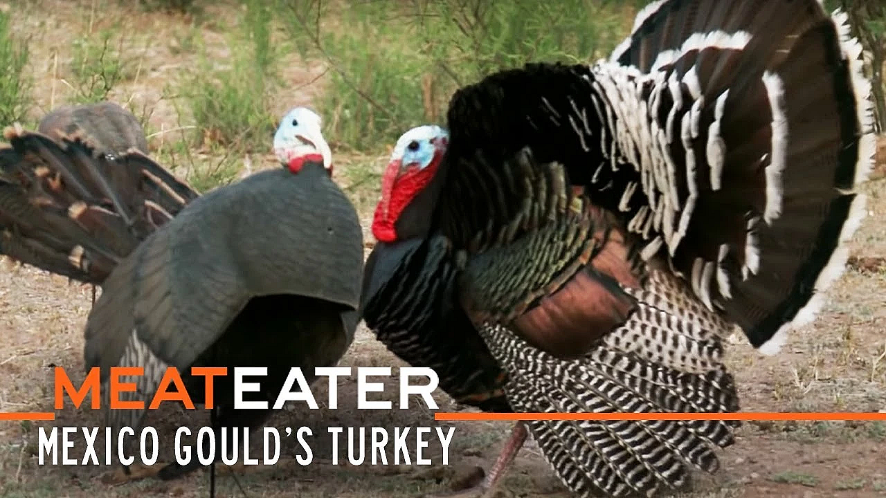 Meateater S2-e12: Sonoran Super-birds: Mexico Gould's Turkey