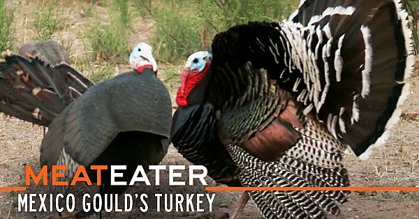 Meateater S2-e12: Sonoran Super-birds: Mexico Gould's Turkey