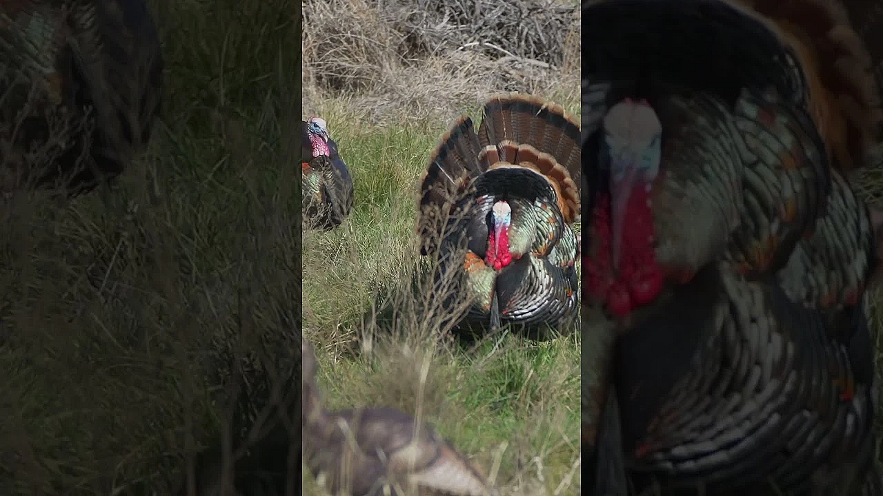Big Rio Grande Gobblers!