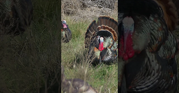 Big Rio Grande Gobblers!