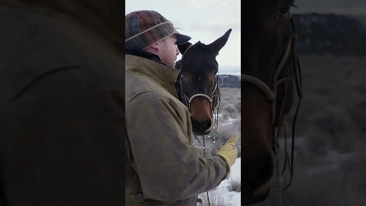 Everything's Real Life To Mules!