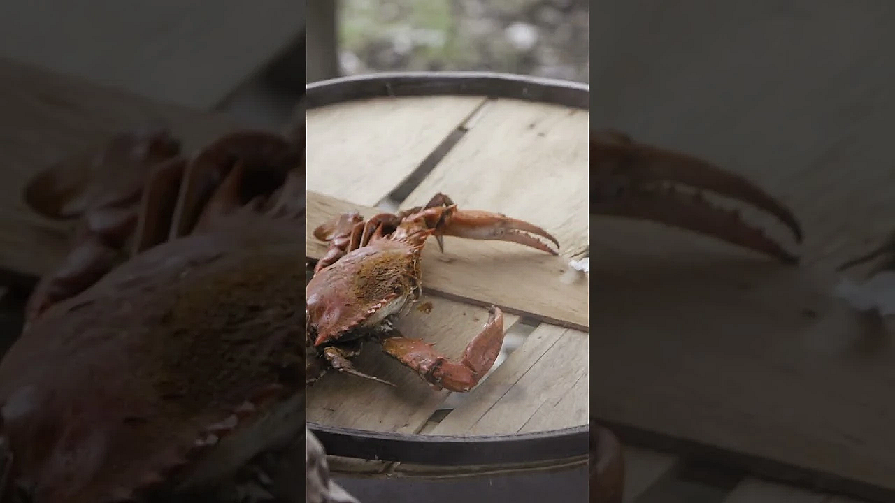 This Chesapeake Bay Marshland Hunt Is Live On Youtube For The First Time. New Episodes Every Tuesday