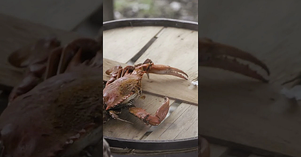 This Chesapeake Bay Marshland Hunt Is Live On Youtube For The First Time. New Episodes Every Tuesday