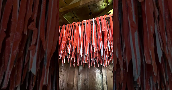 Lightly Brined, Cold Smoked, Then Air Dried. Heather Share's A Traditional Preparation For Salmon.
