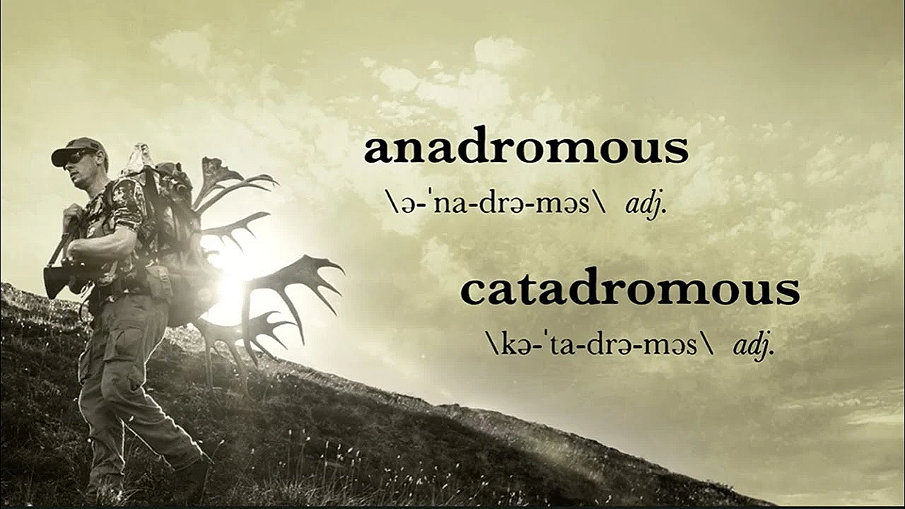 Meateater Glossary: Anadromous And Catadromous