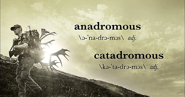 Meateater Glossary: Anadromous And Catadromous