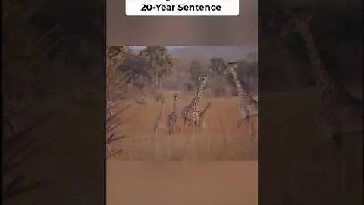 Poach a Giraffe in Tanzania and you're looking at 20 years in prison