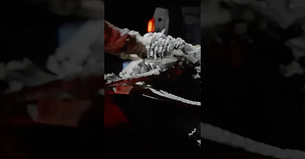 Forty Years Of Work Went Into Bringing Back The Gould’s Turkey. Have You Ever Seen One?