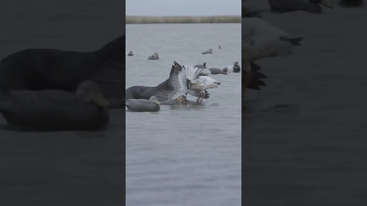 This Is How You End A Hunt Properly. #fueledbynature #hunting  #waterfowl