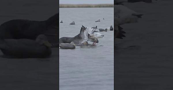 This Is How You End A Hunt Properly. #fueledbynature #hunting  #waterfowl