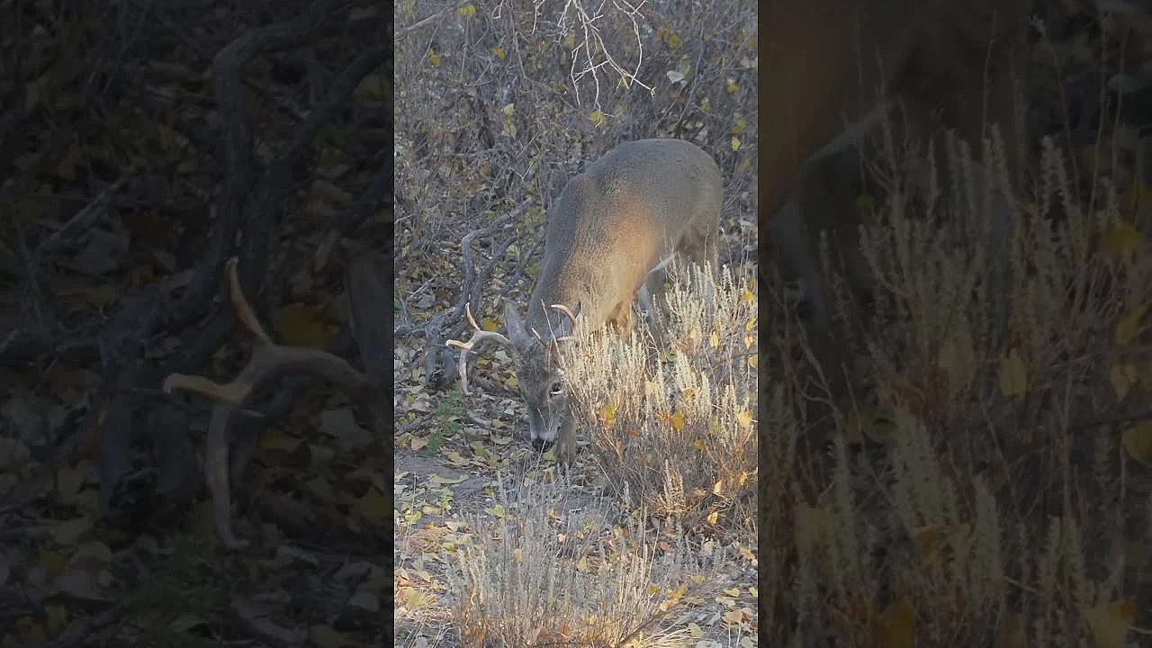 Some Scrape Action To Get Your Heart Pumping. For More Watch Tomorrow’s Episode Of Buck Truck.