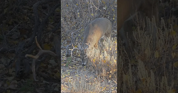 Some Scrape Action To Get Your Heart Pumping. For More Watch Tomorrow’s Episode Of Buck Truck.