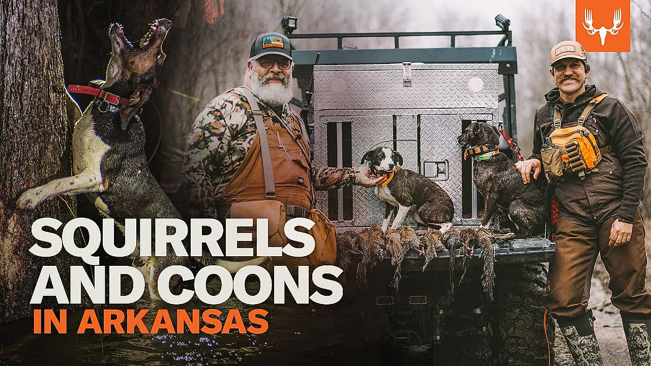 Treeing Squirrels And Coons With Brent And Clay