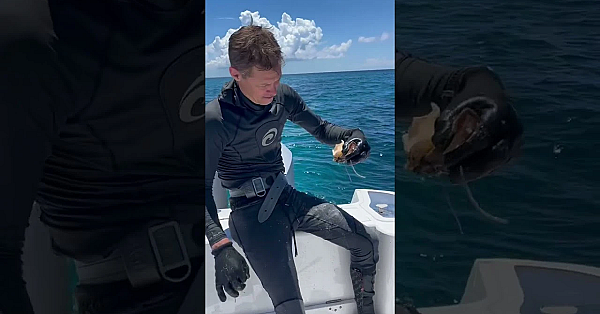 Fresh Conch With Steve. Check Out Spearchef Next Tuesday For More From This Trip. #fueledbynature