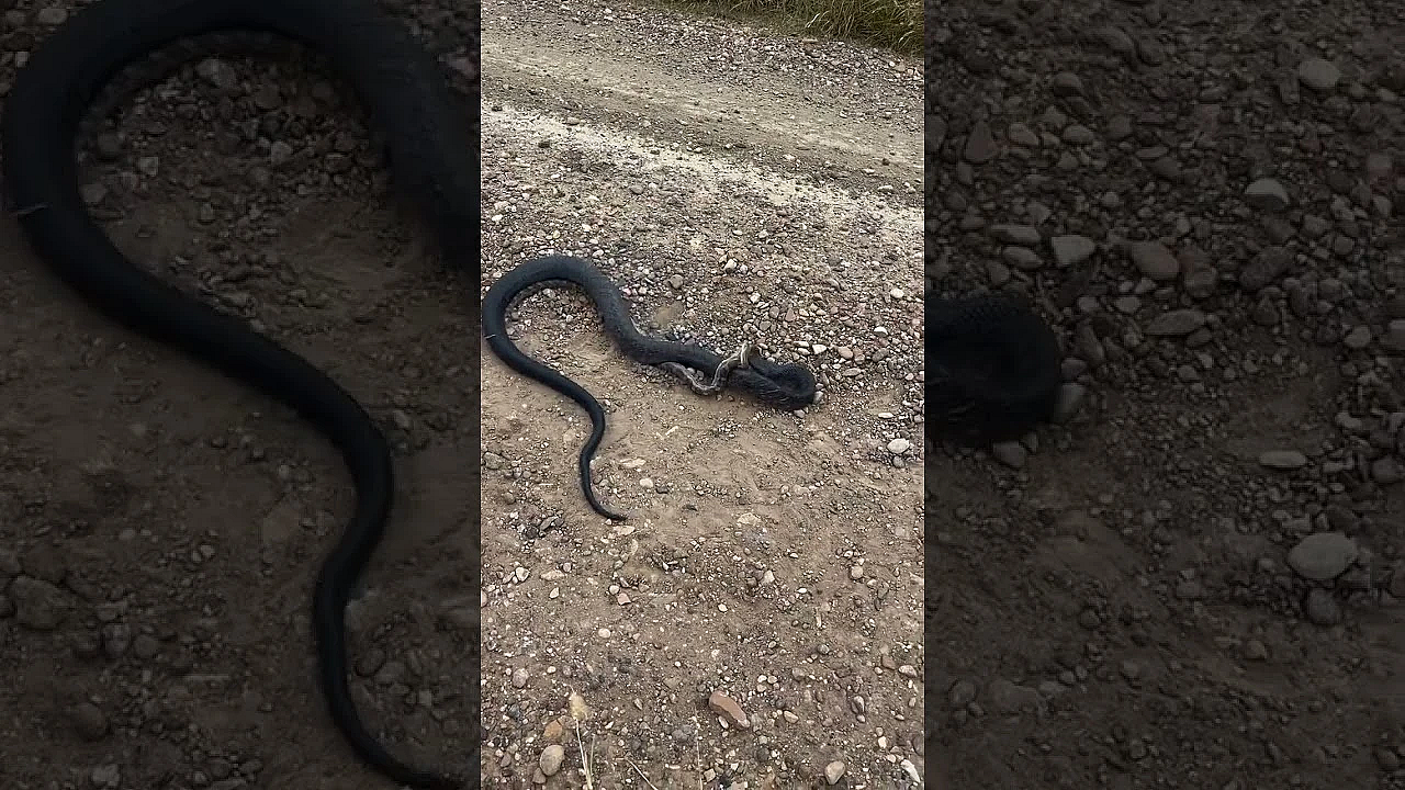 From Steve’s Buddy In Texas. Where Else, Right? #fueledbynature