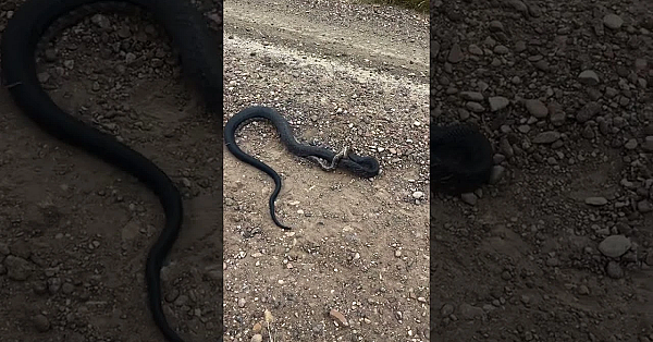 From Steve’s Buddy In Texas. Where Else, Right? #fueledbynature