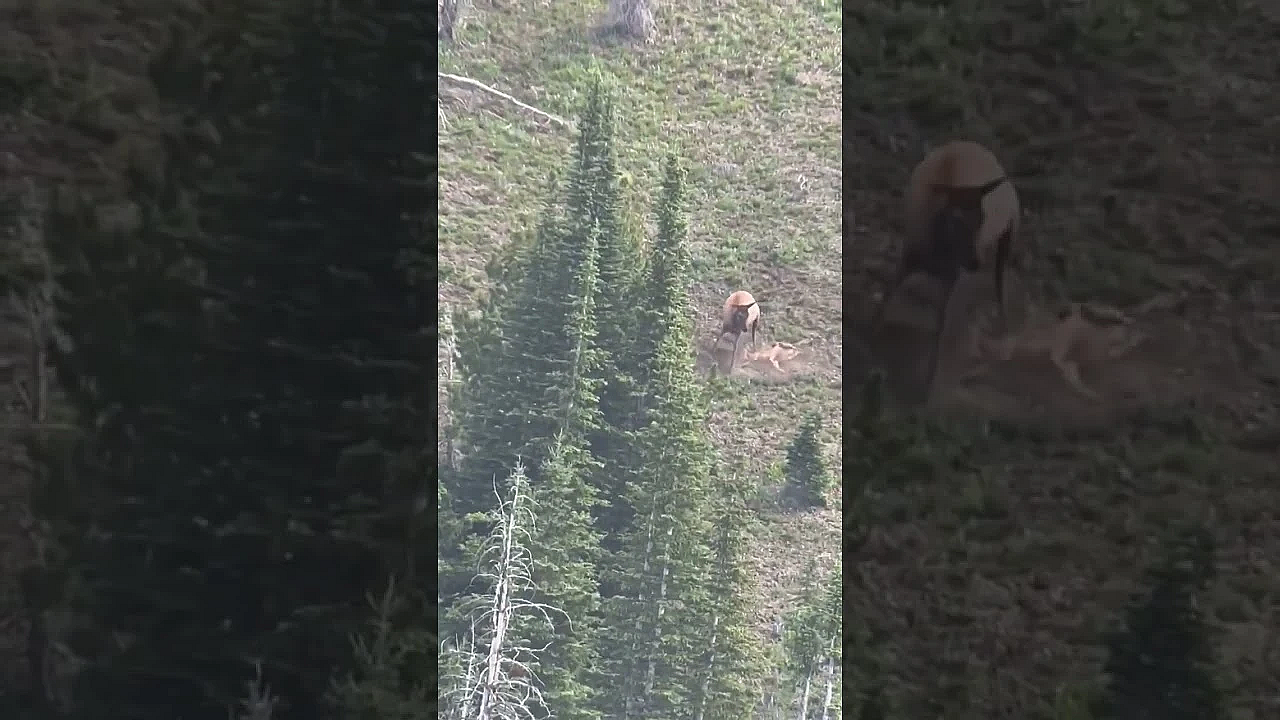 A Cow Elk In Montana Pummels A Mountain Lion That Is Killing Her Calf. The Lion Kept Its Prize.