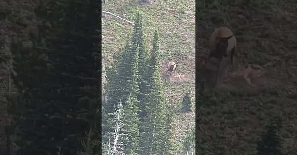 A Cow Elk In Montana Pummels A Mountain Lion That Is Killing Her Calf. The Lion Kept Its Prize.