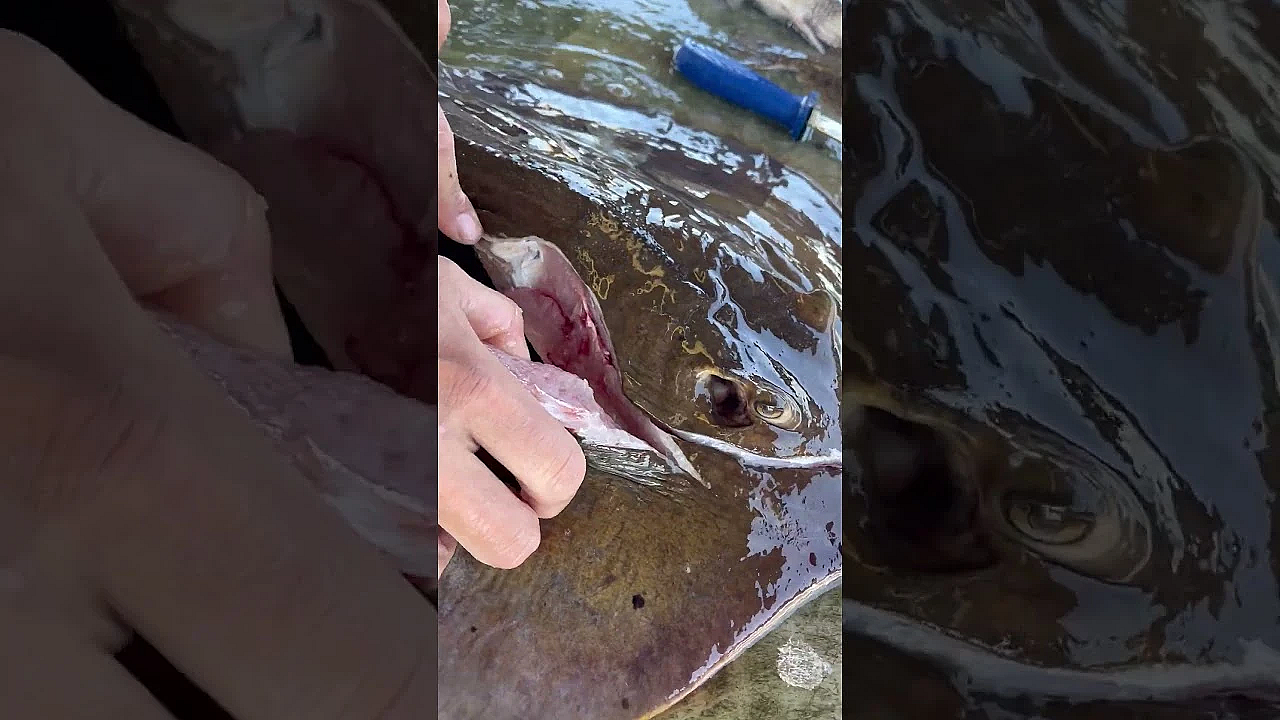 Cooking And Cleaning A Stingray With Steven Rinella. #seafood #fueledbynature #meateater