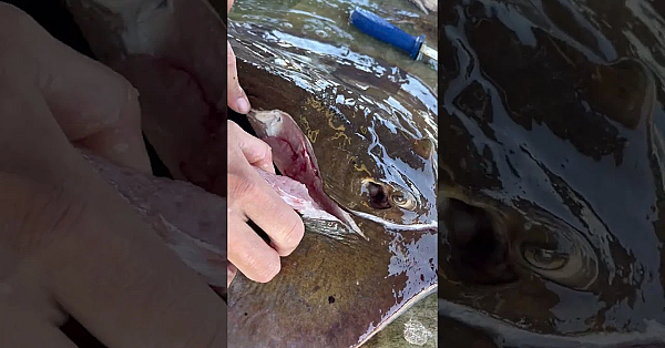 Cooking And Cleaning A Stingray With Steven Rinella. #seafood #fueledbynature #meateater