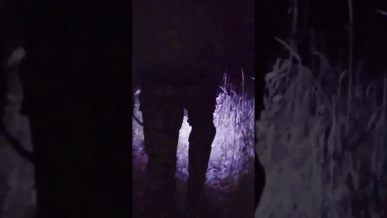 Have You Ever Used A Tracking Dog? How'd It Go? #hunting #deer #whitetails